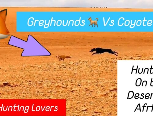 Greyhounds chasing Coyote 🦊 big Desert 🏜️ | Galgos persiguiendo zorro | 😱صيد الثعلب بالسلوقي 狗追狐狸