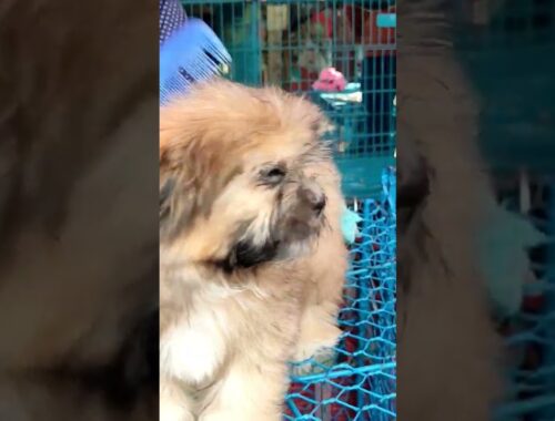 Lhasa apso baby dog|#dog|#doglover #pets #shorts #shortvideo #viralshorts #viral