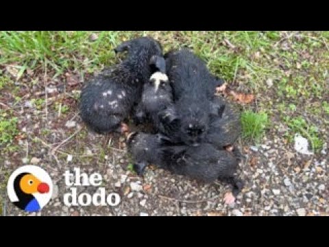 Woman Saves Six Dumped Shivering Puppies | The Dodo