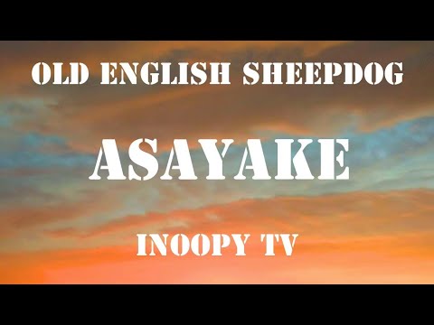 【ASAYAKE】Old English Sheepdog オールド イングリッシュ シープドッグ