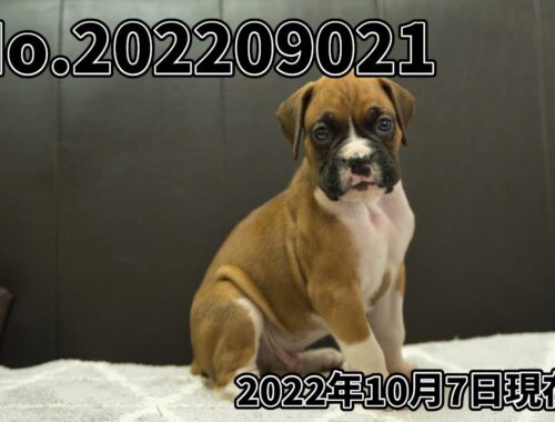 ボクサー犬の子犬販売 No.bo202209021 静岡県浜松市のブリーダー 2022年9月2日生 10月7日現在