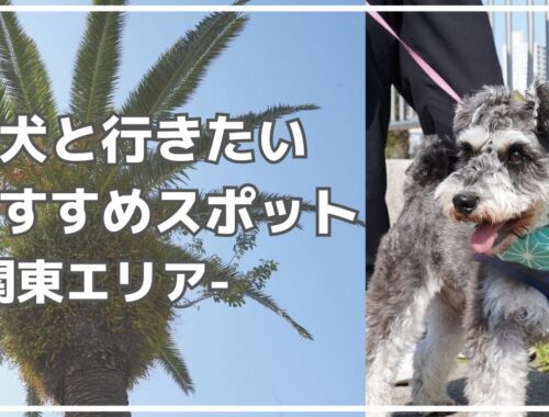 【関東】愛犬と一緒に行きたい／おすすめスポット３選【ミニチュアシュナウザー】