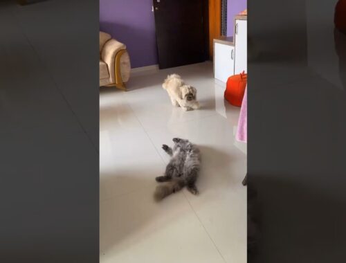 Lhasa apso & persian cat play timee #cutepuppy #youtubeshorts #foryou #cute #fyp #cat #puppy