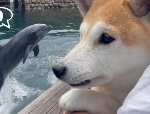 初めてイルカを見た柴犬　Shiba Inu saw a dolphin for the first time