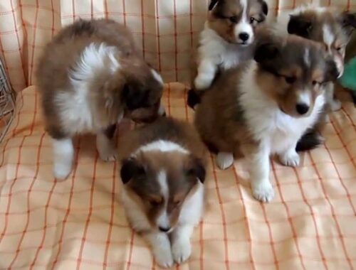 シェットランドシープドッグの子犬たち　2013年4月7日生まれ