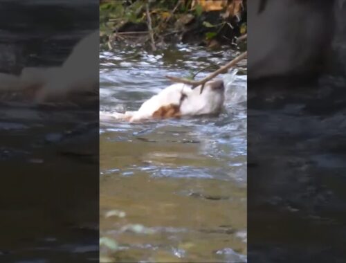 Basset Hound intenta cruzar río caudaloso. #bassethound #hound #dog #perro