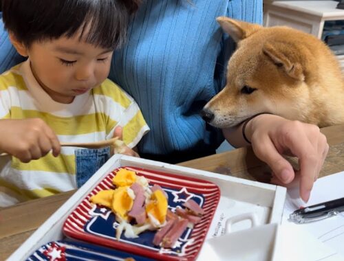 2歳児に食べ物を上手におねだりする食いしん坊な柴犬が可愛い