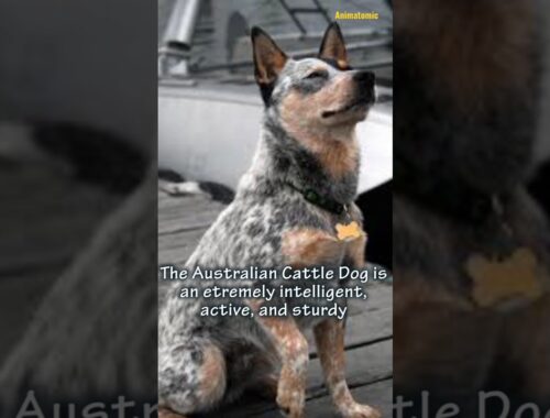 Australian Cattle Dog 🐶 One Of The Most Intelligent Dog Breeds In The World #shorts