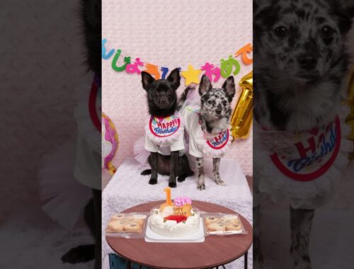 Happy 1st Birthday !! #chihuahua #mixedbreed #schipperke #スキッパーキ #チワワ #ミックス犬 #パピー #dog #子犬