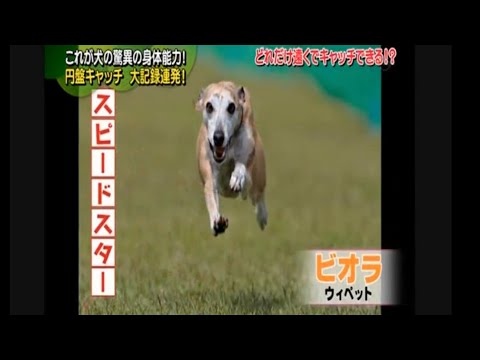 【ウィペット】ビオラ 奇跡のスーパーキャッチ！『ど～ぶつくん』〜2012犬陸上〜 Whippet Viola ディスクドッグ