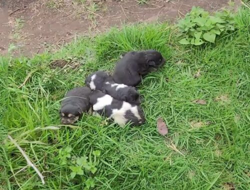 Homeless Mama Dog & 6 Tiny Puppies In The Forest, It's Raining Cold, There's Nothing to Protect Them