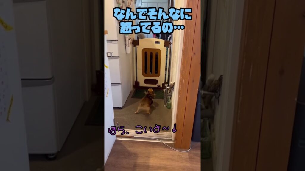 【レオンベルガー】なぜだか大好きなうにちゃんに怒られてる海君【チワワ】 #shorts