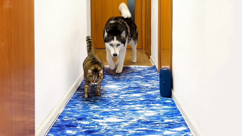 Will Dogs And Cats Believe in Fake Water? Funny Reacts Husky Puppy Will Dogs And Cats Believe in Fake Water? Funny Reacts Husky Puppy