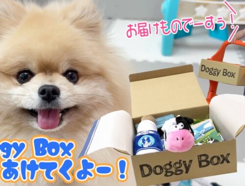 ５月号のDoggy Boxがどちゃくそかわいいのでご紹介します！【ポメラニアン犬モチ】
