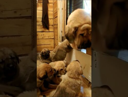 Mama Pup Gives Love To ADORABLE Puppies!