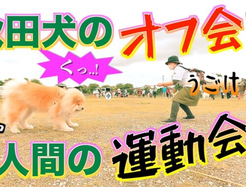 【秋田犬オフ会】埼玉県にAkita dogが大集合‼️こんなにたくさん来てくれるなんて😭そんじょそこらのオフ会とは一味ちがう⁉️もう笑い声しか聞こえませんww