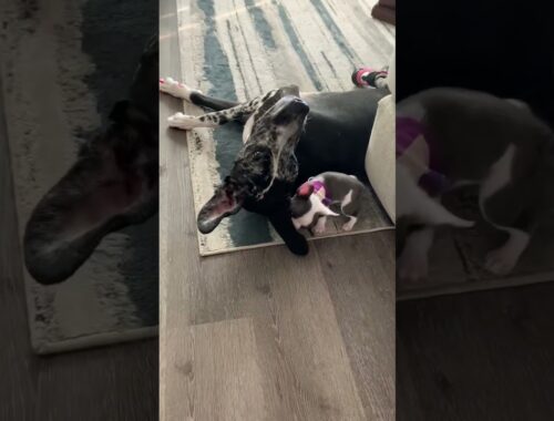 Tiny Puppy Meets 100-Pound Great Dane l The Dodo