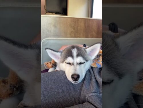 Sapphie the pomsky shows off her energy as a puppy