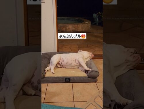 #shorts #deaf 怒ってる犬 #ハワイ #ブルドッグ #bulldog #short #dog