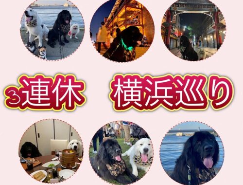 【イヌヨイチ】超大型犬と横浜散歩♪ #ニューファンドランド　#ポメラニアン　#保護犬
