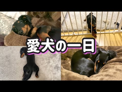 愛犬のモーニング＆ナイトルーティン【ミニチュアダックスフンド】