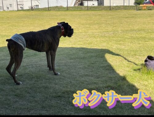 【boxer dog】ドッグランで思いっきり遊ぶつもりが#ボクサー犬#ドッグラン