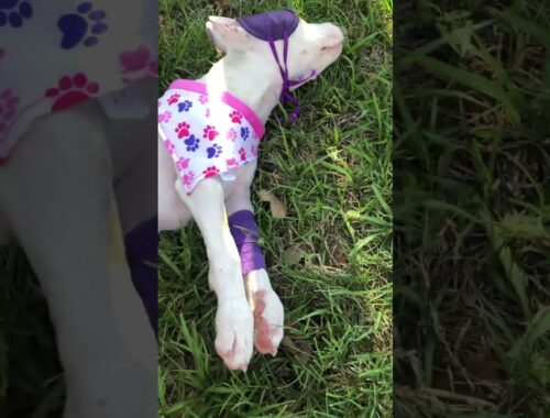 Pittie Puppy Was Stiff As A Board Until This Woman Gave Her A Chance | The Dodo