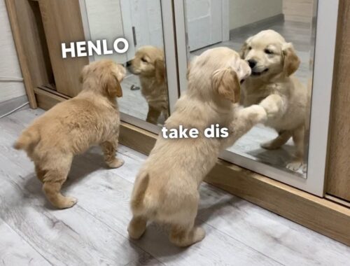 Golden Retriever Puppies Battle Their Mirror Reflections