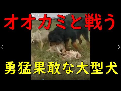 超大型フワフワ犬！勇敢に戦うチベット出身の希少犬 チベタンマスティフ 東方神犬の異名  面白いペット動画 Funny Rare Dog Tibetan Mastiff Fighting Bravely