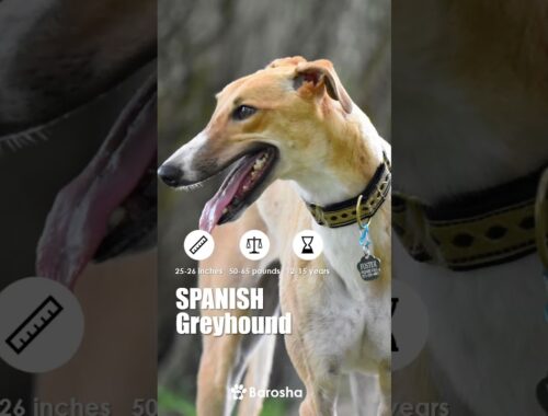#Shorts Types of Greyhounds