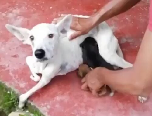 The Tearful Story of a Disabled Mother Dog Raising HerTwo Little Puppies