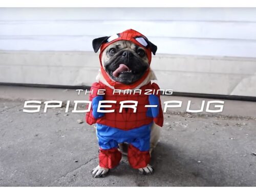 SPIDER-PUG - Doug The Pug