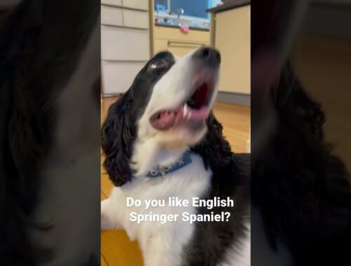 Do you like an English Springer Spaniel?