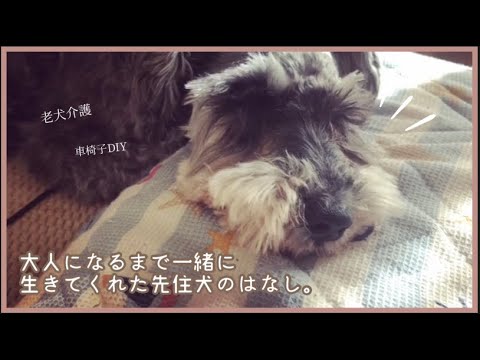 16歳シニア犬のミニチュアシュナウザー🦮【老犬介護・車椅子】