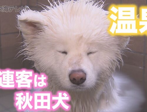 【秋田犬】温泉の常連客・秋田犬のこはるちゃん【Akita dog】