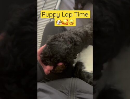 Puppies Love a LAP NAP #cute #puppies #pets