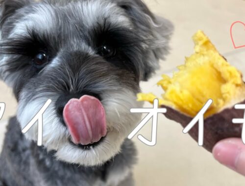 大好物の焼き芋を食べる愛犬が可愛すぎた🍠🧡【シュナウザー】