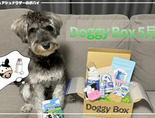 【Doggy Box】ドギーボックス５月号がやってきた！可愛すぎる自然いっぱいの草原！？