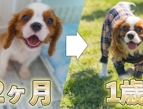 【成長記録】キャバリア子犬が成犬になるまで1年ハイライト