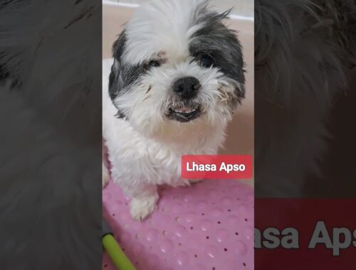 Dog grooming, Lhasa Apso #doglover #puppy