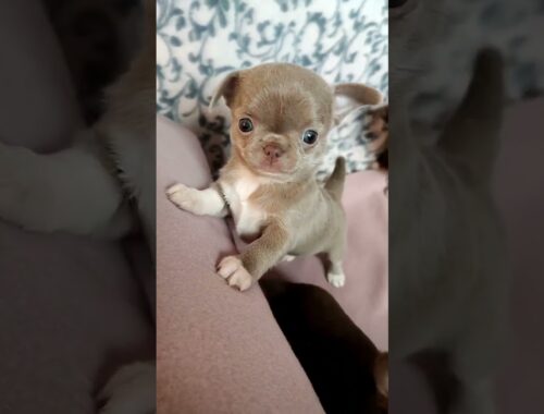 Cutest Chihuahua Puppy #shorts