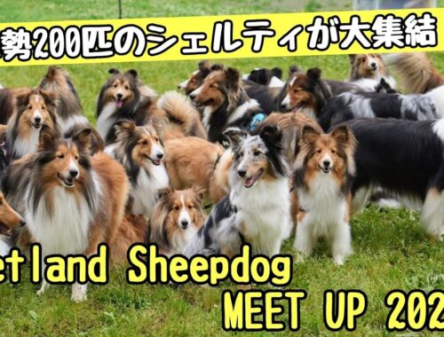 【大規模オフ会】200頭超えのシェルティが大集合！Shetland Sheepdog Meet UP 2023 前編  Over 200 sheltie dogs gathered!!