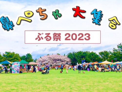 【ぶる祭2023】鼻ぺちゃ犬500頭集まるドッグイベントに行ってみたら