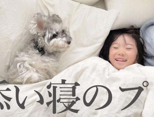 【赤ちゃんの頃から】子どもの添い寝歴４年の犬【シュナウザージジトト】