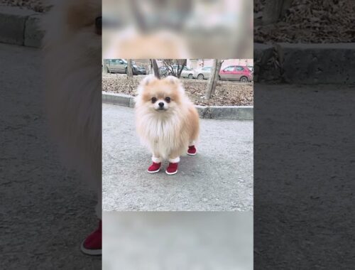 Pomeranian puppy #shorts #short #cute #video #viral #viralvideo #fun #dogs #cutepuppy