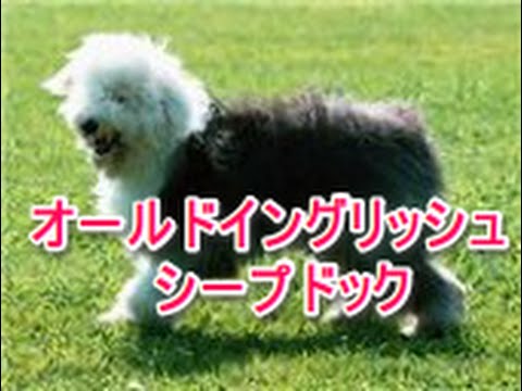 【犬図鑑】オールドイングリッシュシープドッグ