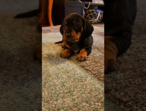 Just an adorable dachshund puppy #adorable #dog #sausagedog #cute #puppy