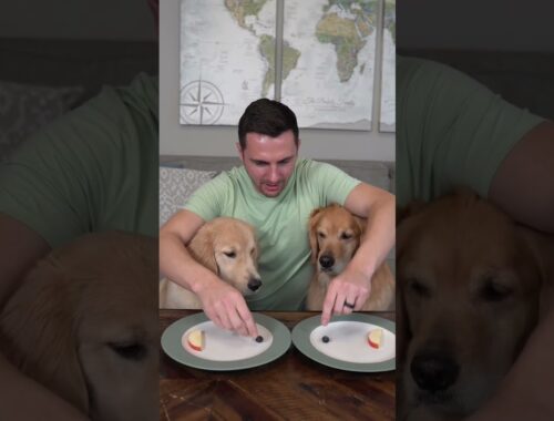 Puppy vs Adult Dog taste test