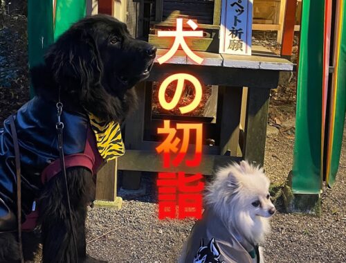 犬の初詣♪#ニューファンドランド #ポメラニアン　#冠稲荷神社