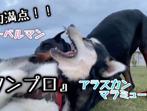 【大型犬のワンプロ】ドーベルマンとアラスカンマラミュート